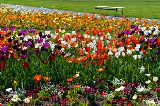 Tulips