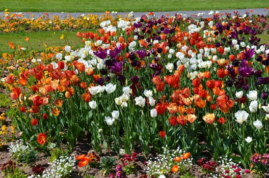 Tulips