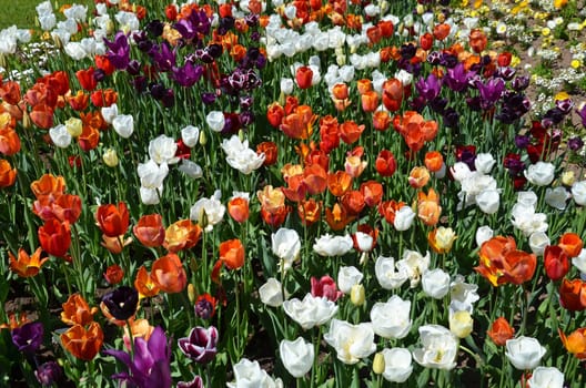 Tulips