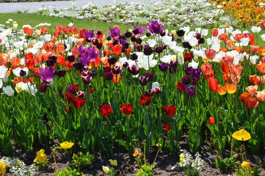 Tulips