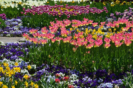 Tulips
