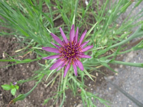 Flowering oat root,Tragopogon porrifolius