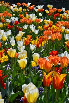 Tulips