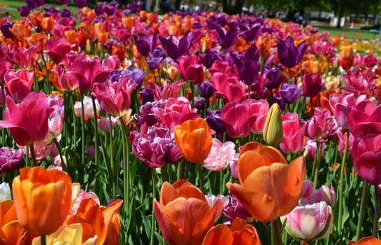 Tulips