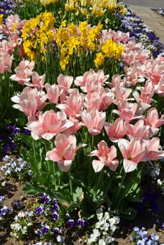 Tulips