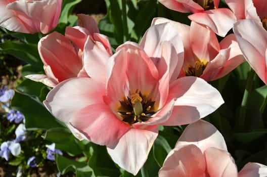 Tulips