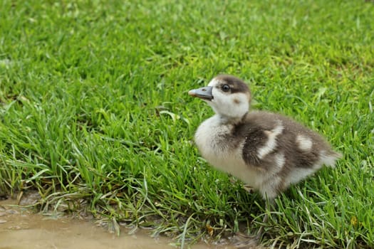 Nile goose chick (Alopochen aegyptiacus) drinks from a puddle