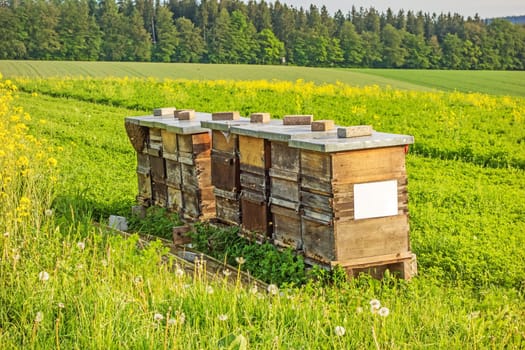 Apiary in the field of rapeseed