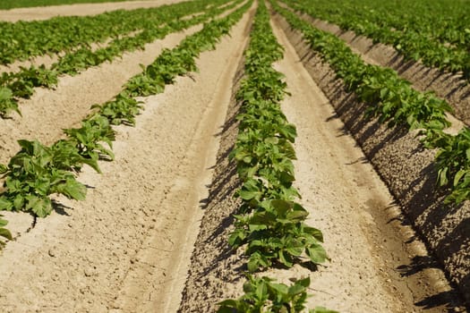 Potato plants in a potato field