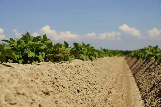 Potato plants in a potato field