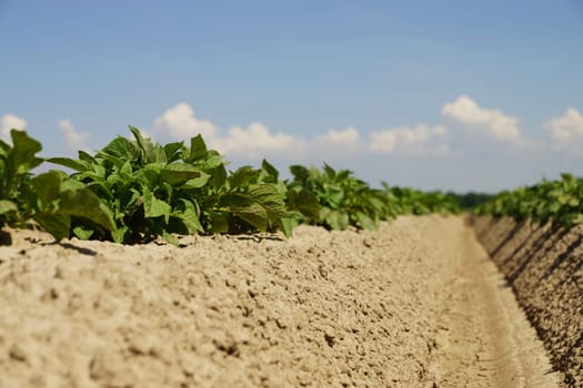 Potato plants in a potato field