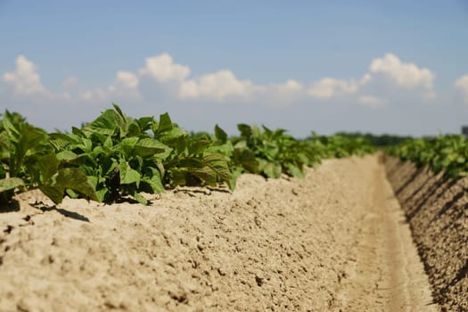 Potato plants in a potato field