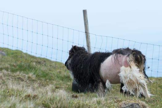 Sheep losing its wool on the Faroe Islands with almost naked skin