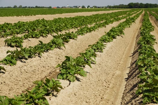 Potato plants in a potato field