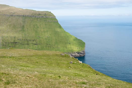 Typical landscape on the Faroe Islands on Fugloy with ram