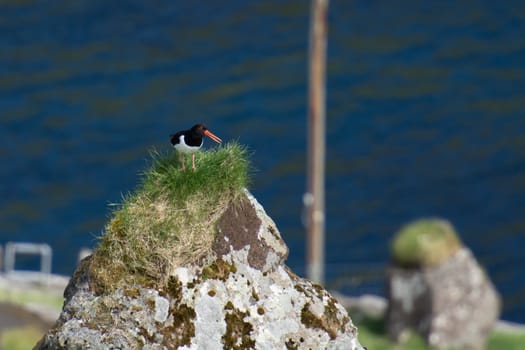 Eurasian oystercatcher, Haematopus ostralegus, sitting on stone on the Faroe Islands