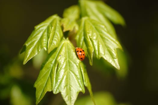 The close-up of a ladybug on the fresh light green leaves of a green plant.