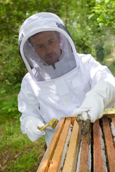 honey harvest