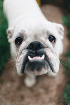 white English bulldog, close-up, looking at the camera, outdoors