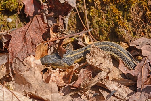 Garter Snake Hiding in the Leaves along the White Rocks Trail in Cumberland Gap National Park in Virginia