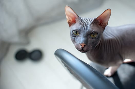 Sphinx kitten sitting, looking at the camera, hairless cat