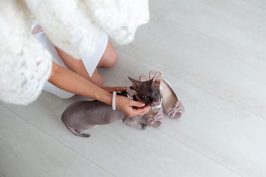 Sphinx kitten sitting, looking at the camera, hairless cat