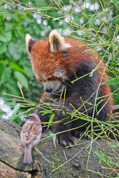red panda