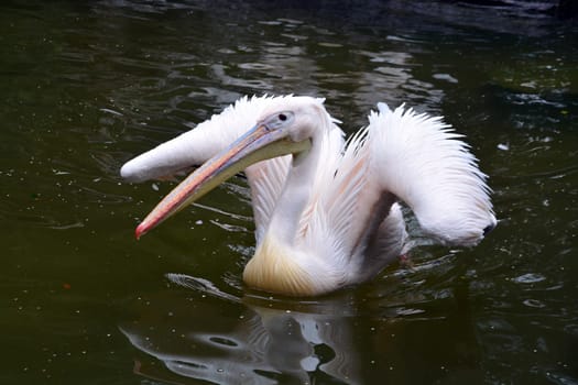 pelican