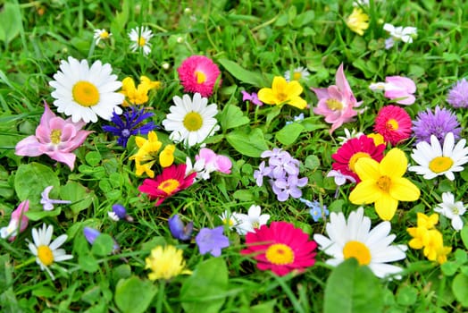 colorful flowers meadow spring.