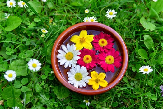 colorful flowers on a meadow in water bowl..