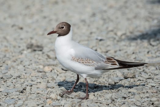 Juvenile black headed gull walking along a shingle beach