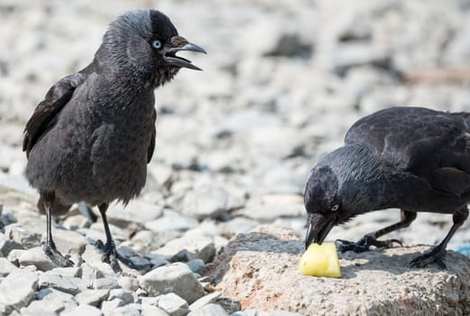 Two jackdaw birds fighting over a chunk of pineapple