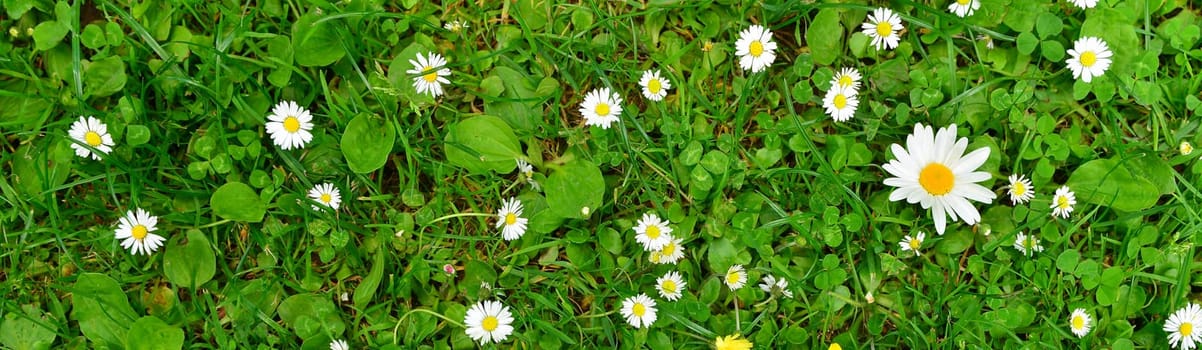 colorful flowers meadow spring.