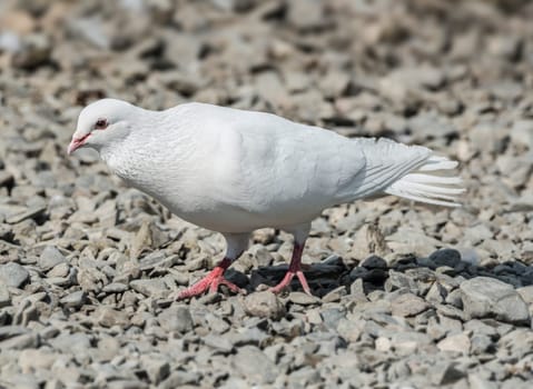 Release dove searching for food on a shingle beach