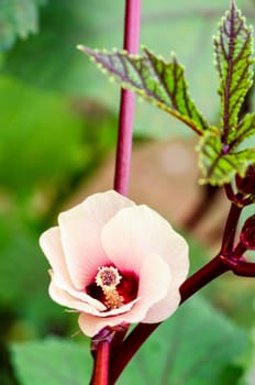 Pink flower blossom on tree of Jamaica Sorrel or Hibiscus sabdariffa in Thailand