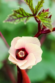 Pink flower blossom on tree of Jamaica Sorrel or Hibiscus sabdariffa in Thailand