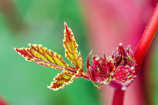 Closeup texture green red on soft leaf and young fruit of Jamaica Sorrel or Hibiscus Sabdariffa in Thailand