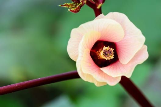 Closeup carpel and pink flower blossom on tree of Jamaica Sorrel or Hibiscus Sabdariffa in Thailand