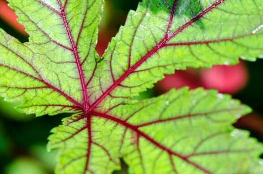 Closeup texture green and red on leaf of Jamaica Sorrel or Hibiscus Sabdariffa
