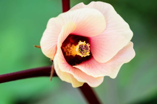 Closeup carpel and pink flower blossom on tree of Jamaica Sorrel or Hibiscus Sabdariffa in Thailand