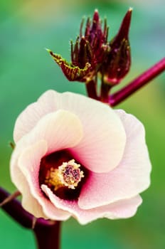 Closeup carpel and pink flower blossom on tree of Jamaica Sorrel or Hibiscus Sabdariffa in Thailand