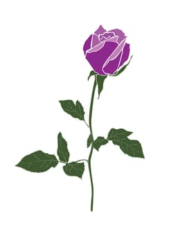 The Stock Vector Illustration rose icon isolated with white