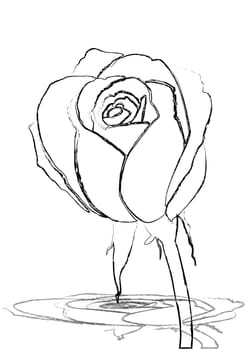 The Stock Vector Illustration rose icon isolated with white