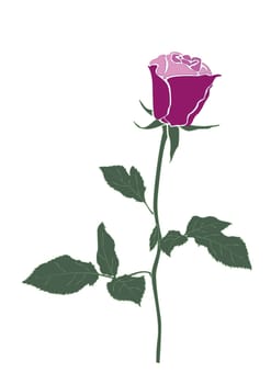The Stock Vector Illustration rose icon isolated with white