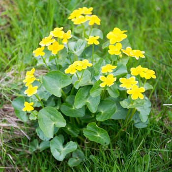 Marsh Marigold, Caltha palustris plant and yellow flowers on the Faroe Islands