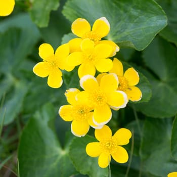 Marsh Marigold, Caltha palustris plant and yellow flowers on the Faroe Islands