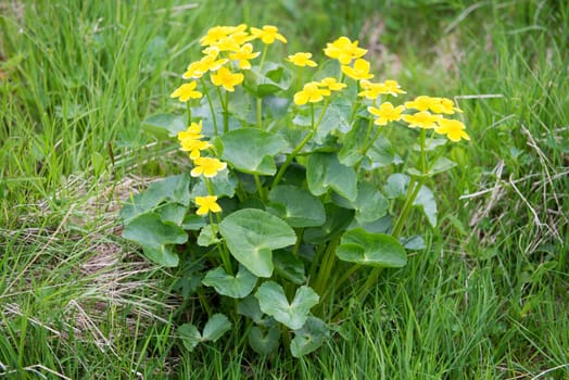 Marsh Marigold, Caltha palustris plant and yellow flowers on the Faroe Islands
