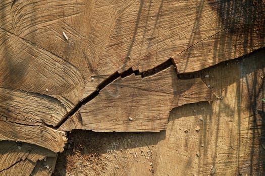 sawn-off tree trunk in the forest
