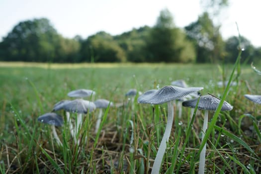 Mushrooms in a meadow in a park