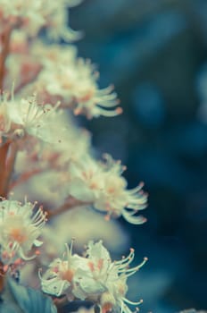 Horse-chestnut (Aesculus hippocastanum, Conker tree) flowers